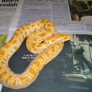 Macho_ het_grant_alb.jpg