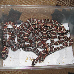 tL.mexicana thayeri X P.guttatus snow.jpg