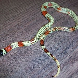 aberrante hi-white stripped.jpg