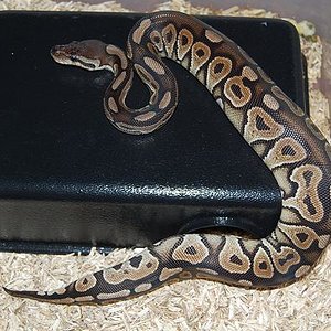 cinnamon hembra 2.JPG