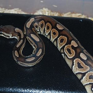 cinnamon hembra 2..JPG