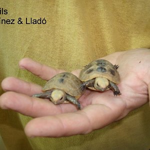 tortus a la ma~1.JPG