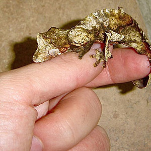 uroplatus.jpg