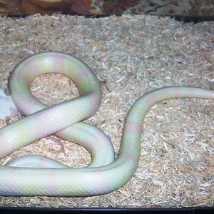 Macho de snow comiendo.JPG