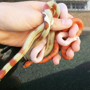 aberrante, snow & extreme.JPG