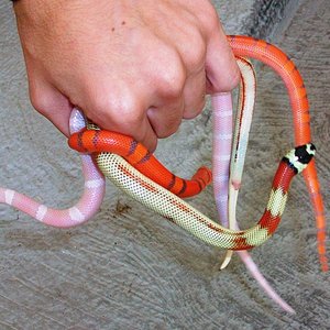 aberrante, snow & extreme 2.JPG