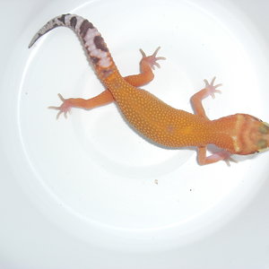 aptor het raptor.JPG