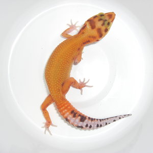 aptor het raptor a.JPG