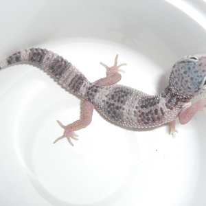 mack snow het raptor b.JPG