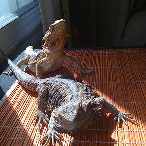 Chana y Obama en la mesa.jpg