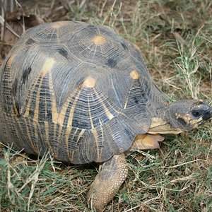 madagascar 07 384.jpg