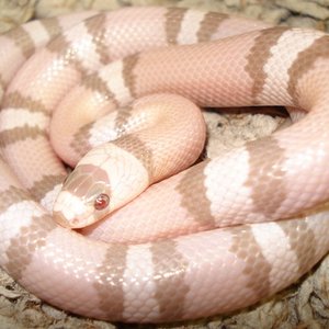 L.t. hondurensis extreme ghost (aneritrístico y super hypomelanístico).jpg