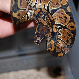 Hembra otoño 2009 1.JPG