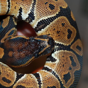 Hembra otoño 2009 2.JPG