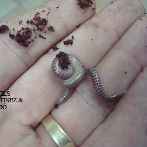 82juvhamatus copia.jpg