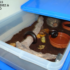 84instgigas copia.jpg