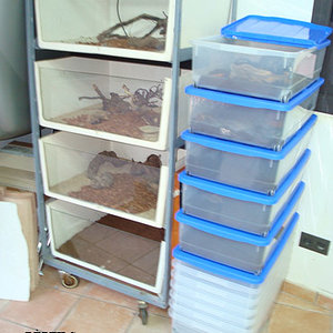 83insatrop copia.jpg