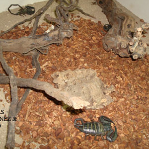 85inthadogenes copia.jpg