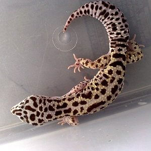 MACK SNOW HET. R 1..jpg