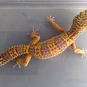 ALBINO CHOCOLATE1.jpg