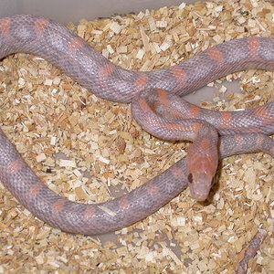 sunkissed hypo lavender.jpg