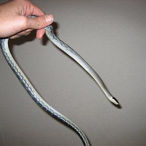 taeniurafebrero 008 copia.jpg