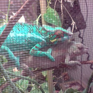 copula gen y angus.jpg