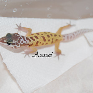 murphy patternless baby.jpg