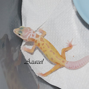 patternless albino.jpg