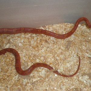 bloodred hetero striped 2.jpg