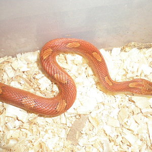 bloodred striped 3.jpg