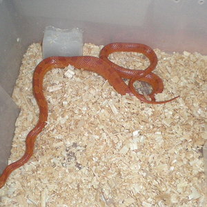 hipo bloodred hetero striped1.jpg