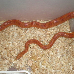 hipo bloodred hetero striped 3.jpg