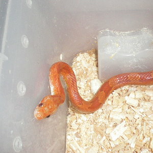 hipo bloodred hetero striped 5.jpg