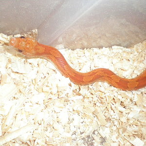 hipo bloodred hetero striped2.jpg