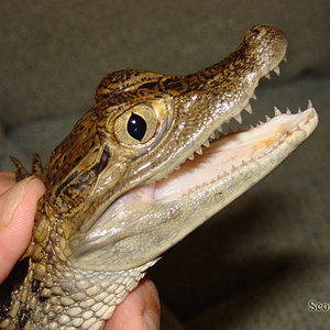 Caiman.jpg