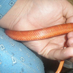 bloodred dibujo 1.jpg