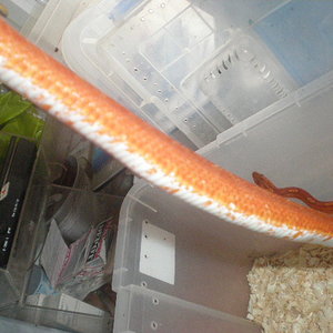 bloodred dibujo2.jpg