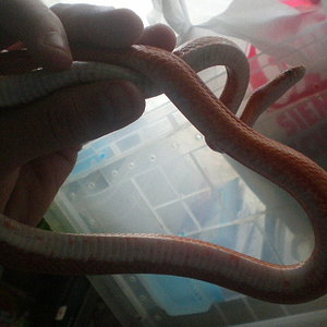 hipo bloodred dibujo 1.jpg