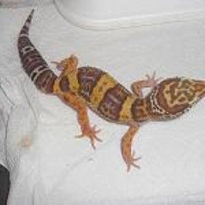 Tremper het DB Hembra.JPG