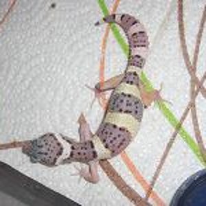 Mack snow het raptor d.JPG