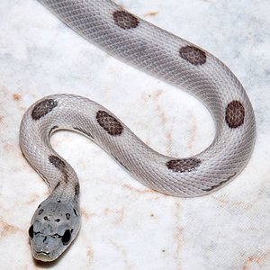 sunkissed anery striped.jpg