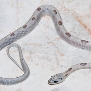 sunkissed anery striped 2.jpg