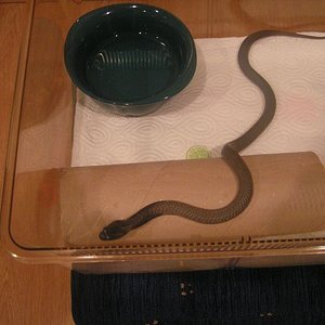 NZ2007 cobra n[1].JPG