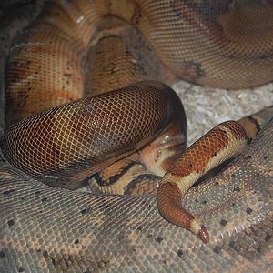 copulas boa 4-11-09.JPG