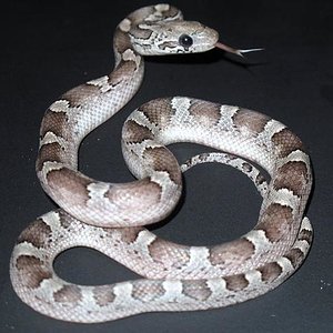 granite%20pied.jpg