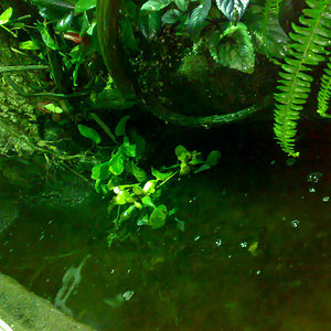 parte acuatica 3.jpg