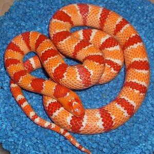 thayeri albina 2.jpg