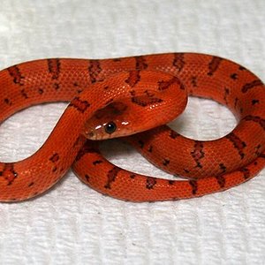 thayeri aberrante.jpg