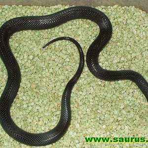 lampropeltis_mexicana_thayeri_black_03.jpg